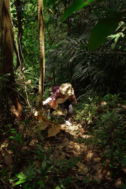 Đi bộ trên cung đường trekking trong rừng