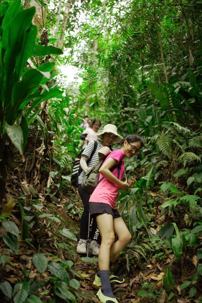 Trekking trong rừng ở Đambri Du khách đi trekking ở Đambri