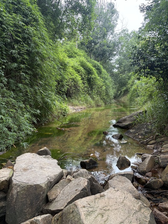 Coni ở N&uacute;i Dinh