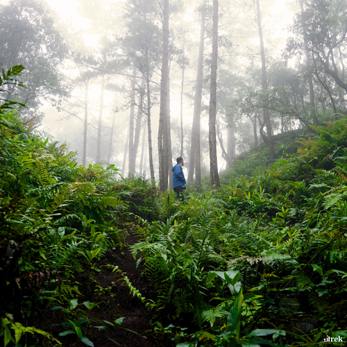 Trekking trong rừng khi trời mưa.png